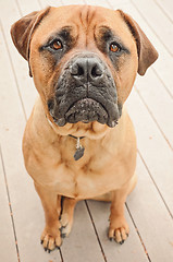 Image showing Sad Bull Mastiff Dog