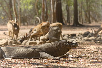 Image showing Komodo Dragon