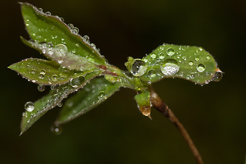 Image showing wet leaf