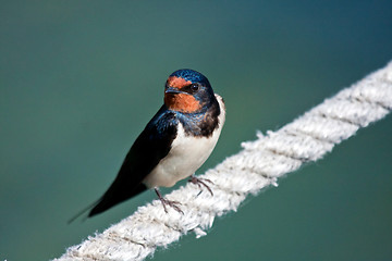 Image showing swallow