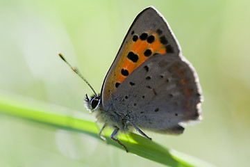 Image showing common copper