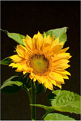 Image showing sunflower