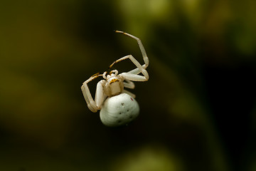 Image showing crawling