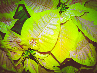 Image showing Retro look Poinsettia