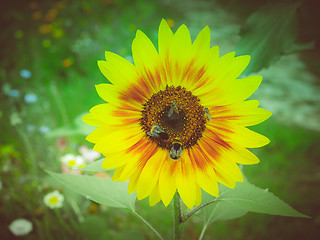 Image showing Retro look Sunflower flower