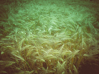 Image showing Retro look Barleycorn field