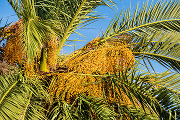 Image showing Ripe Date Fruit on Palm Tree