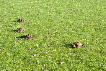 Image showing Mole mounds in the sport stadium 