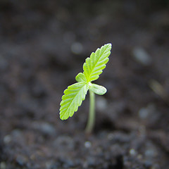 Image showing Marijuana seedling