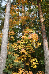 Image showing Autumn colours