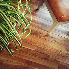 Image showing Chair and plant on wooden floor