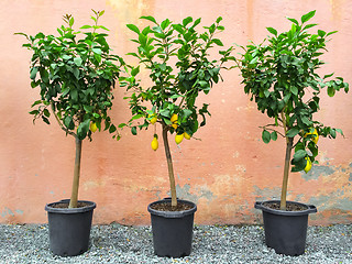 Image showing Lemon trees with ripe fruits