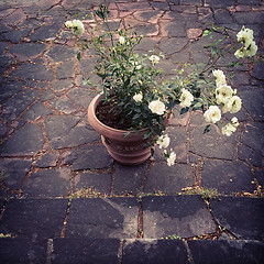 Image showing Ceramic pot with white roses