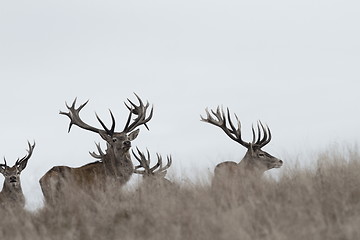 Image showing awesome red deer stags