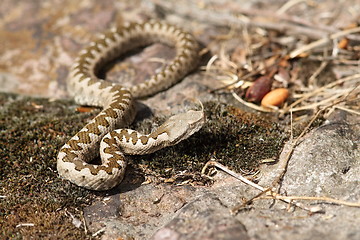 Image showing juvenile sand viper in situ