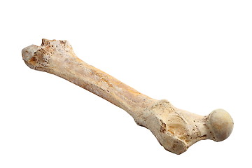 Image showing ursus spelaeus bone