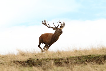 Image showing male red deer running wild