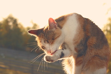 Image showing domestic cat  with vintage effect