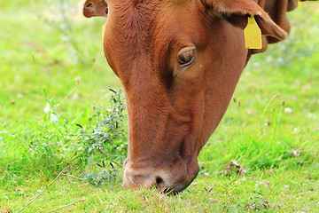 Image showing brown zebu grazing 