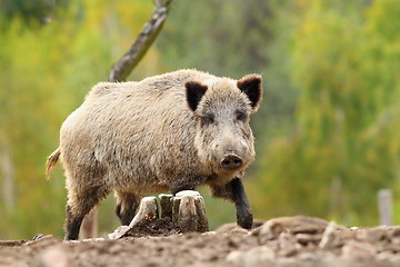 Image showing big wild boar