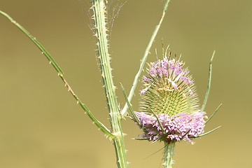 Image showing thistle pink flower