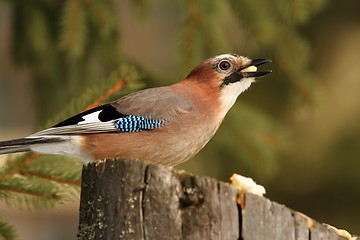 Image showing hungry eurasian jay