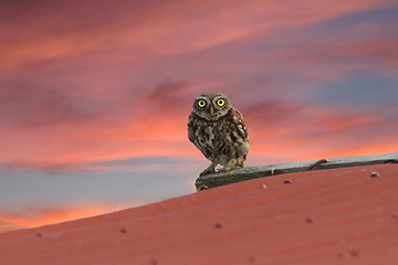 Image showing little owl on the roof