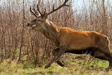 Image showing red deer jumping