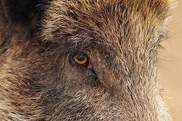 Image showing closeup of a wild boar