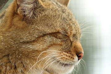 Image showing wildcat portrait side view