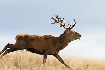 Image showing cervus elaphus running on meadow