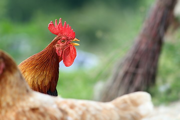 Image showing colorful singing rooster
