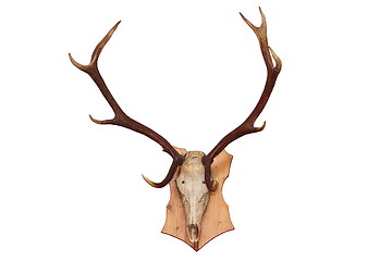 Image showing isolated skull of a red deer