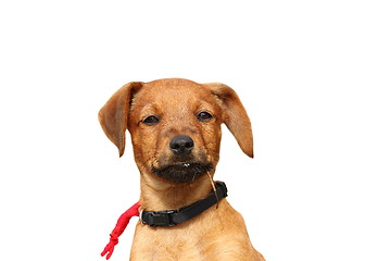 Image showing isolated puppy portrait