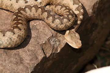 Image showing dangerous venomous european snake