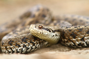 Image showing closeup of meadow viper