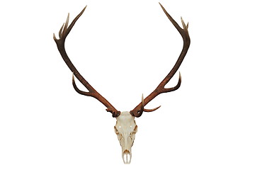 Image showing beautiful red deer hunting trophy