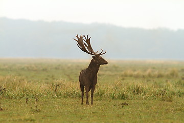 Image showing wild fallow deer stag