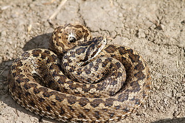 Image showing vipera ursinii rakosiensis on the ground