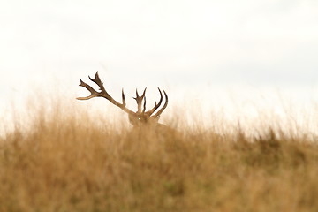 Image showing red deer big trophy