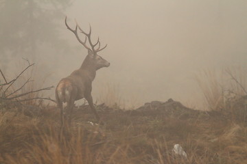 Image showing red deer stag in morning fog