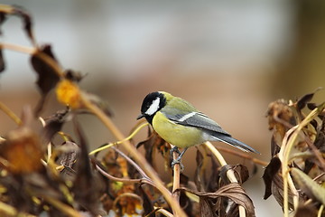 Image showing great tit in the garden