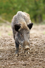 Image showing wild boar at a hunting farm