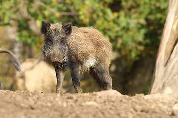 Image showing one wild boar