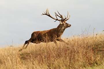 Image showing red deer buck running in a clearing