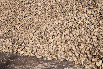 Image showing Pile of sugar beets