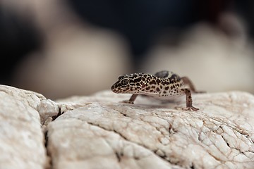 Image showing Gecko lizard on rocks 