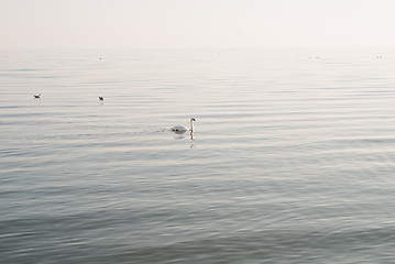 Image showing Swan and seagulls on the sea