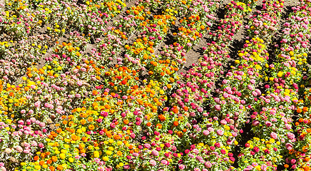 Image showing Tagetes garden in spring season