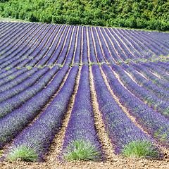 Image showing Lavander field